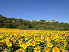 France-Provence-Winter Walk in Provence